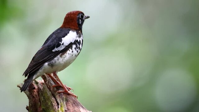 4K wildlife footage of bird Chestnut-capped Thrush perched in a tree