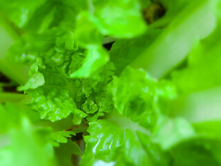 fresh green lettuce
