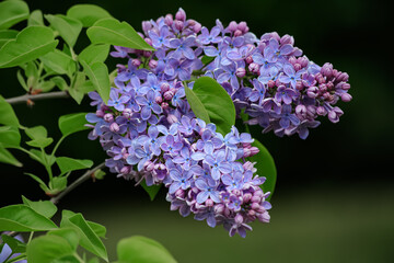 Blooming syringa branch in springtime. Beautiful spring flowers in orchard. A branch lilac blossoms. Nature dark blurry background