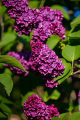 Obraz premium Violet florets of lilac spring in garden. Blossoming syringa branch. Blooming purple lilac branch in springtime. Nature background