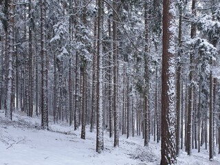 Fototapeta premium Forest under freshly fallen snow.