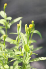 Yellow Tarragon buds against natural gray backgound