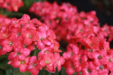 Pink Kalanchoe Blooms on dark background