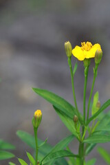 Obraz premium Yellow Tarragon Blossom against a natural gray background