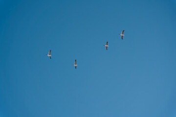 Obraz premium A flock of migrating greylag geese flying in formation. In silhouette against blue clear sky