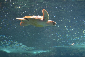 tortue de mer qui nage