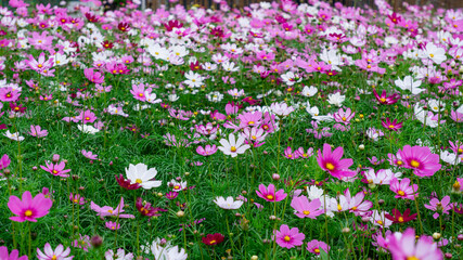 The garden is full of Gesang Flowers