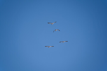 A flock of migrating greylag geese flying in formation. In silhouette against blue clear sky