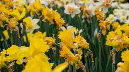 Fototapeta premium Daffodils in full bloom in the park