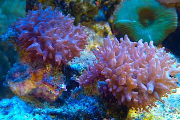 Naklejka na ściany i meble Macro photography of a Brown Mushrooms corals called Rhodacticus in a salt water aquarium.