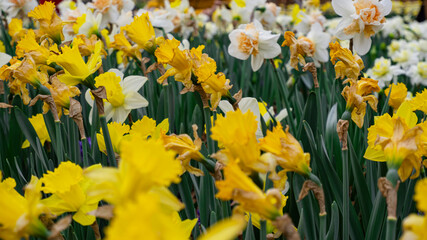 Daffodils in full bloom in the park