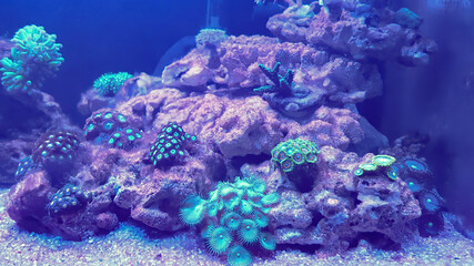 Fototapeta na wymiar Different species of Zoanthids corals, they are kept in reef aquariums.Under blue fluorescent light.