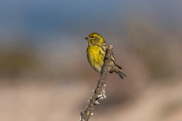 Milheirinha, ave que se reproduz em bosques.