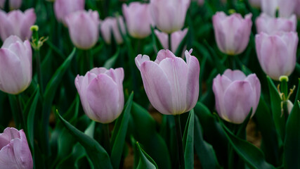Tulips in full bloom in the park