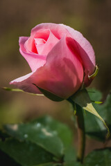 pink rose with water drops