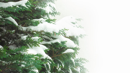 Obraz premium Pine tree branches covered with snow with a bright white background and copy space or writing space.