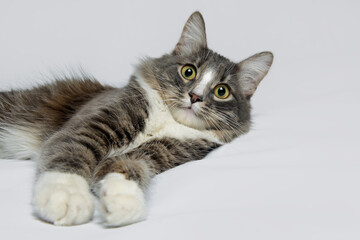Young fluffy cat of a dark color with stripes lies on a gray background. Studio portrait of a young cat on a gray background