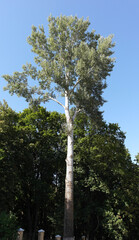 One tall tree is a birch. A bright summer day.