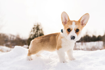 corgi dog on snow in winter landscape