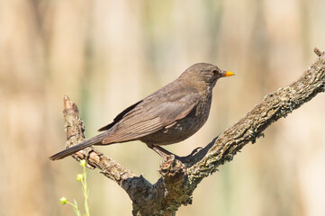 Melro-Preto, vulgarmente conhecido apenas por Melro ou Merula, é uma ave pertencente ao género-Turdus.