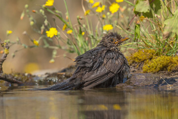 Melro-Preto, vulgarmente conhecido apenas por Melro ou Merula, é uma ave pertencente ao género-Turdus.