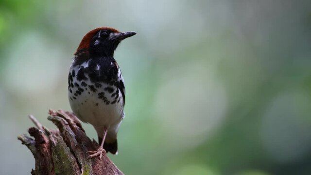 4K wildlife footage of bird Chestnut-capped Thrush perched in a tree