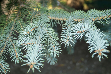 Green branches of a coniferous tree, pine or Christmas tree close-up.