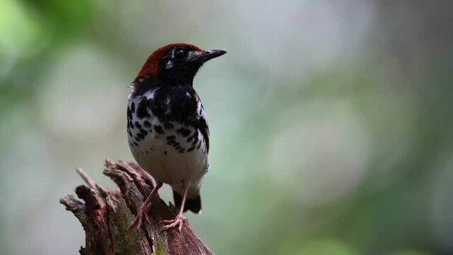 4K wildlife footage of bird Chestnut-capped Thrush perched in a tree