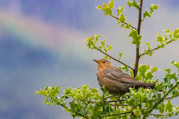 Brown female blackbird in rain perched on a tree with green leaves with blue sky and rainbow in the background