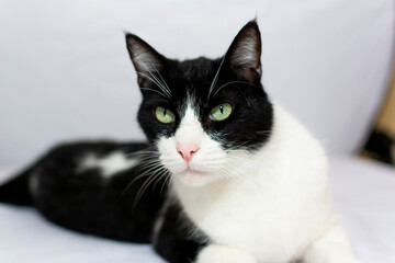 beautiful black and white cat