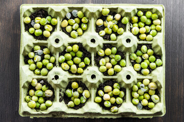 Microgreen planting process. Planting microgreen peas.