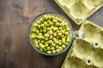 Microgreen planting process. Planting microgreen peas.