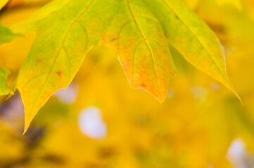 Maple leaf in the autumn period