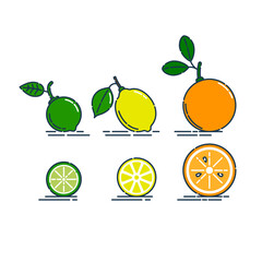 Whole and cut orange lemon and lime fruit isolated on white background. Organic product. Bright summer harvest illustration. Flat style illustration. Line art citrus icon. Fruits with leaves