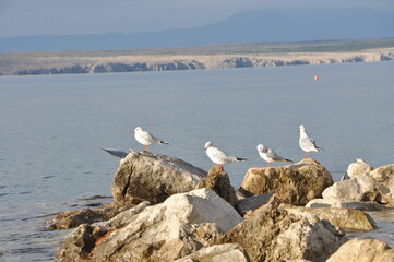 Sea gulls resting on a rock on Croatian coastline, island Krk in background. Scenic picture of a seagulls resting on a rock by the seaside.