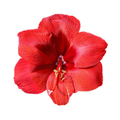 red amarylis lily flower isolated