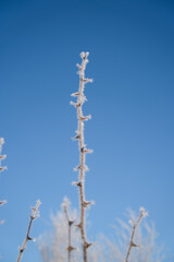 Frozen branches. Ice on the bushes in the winter season