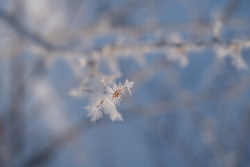 Frozen branches. Ice on the bushes in the winter season