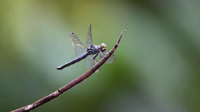4k Nature footage of dragonfly standing on a branch