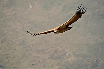 Buitre Leonado planeando, en las sierras de Cazorla, Segura y Las Villas.