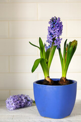 Blue hyacinths in a blue flower pot on a white background.