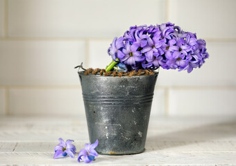 purple hyacinth in a pot