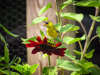 Goldfinch Glamour shot