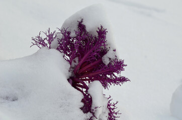 planting perennial flowers in a flowerbed in a city flowerbed in the square. grow grass in a...