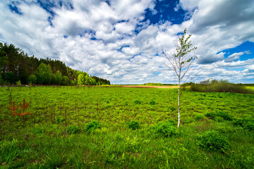 Summer landscape with white clouds and green grass.