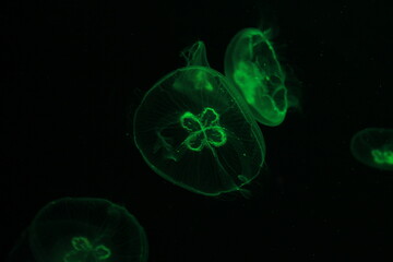 jellyfish in green backlight on a black background. two colors. closeup transparent jellyfish. minimalism in the photo. many floating medusae in the aquarium