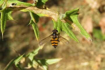 Hoverfly on thistle plant in autumn garden, closeup