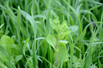 Green plants growing on a farm