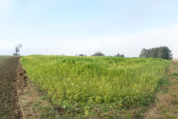 Obraz premium Schwäbische Alb bei Altsteusslingen, Landschaft mit Feldern, Bäumen und Wolken bei Frost und blühendem Raps