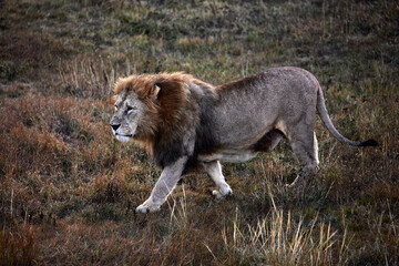 Beautiful Lion Caesar in the savanna. scorched grass. male with battle scars